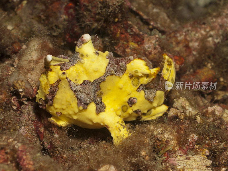 疣蛙鱼 - 天线黄斑